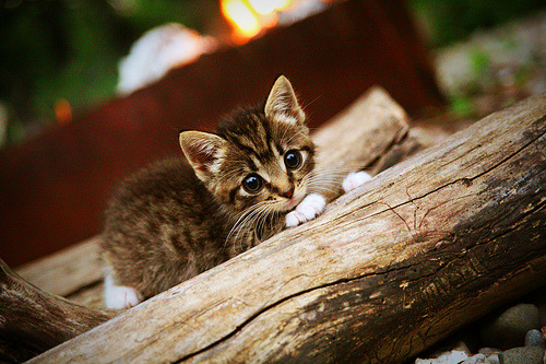 哈利伯顿加时赛制胜三分，山西队险胜吉林队上演逆转好戏