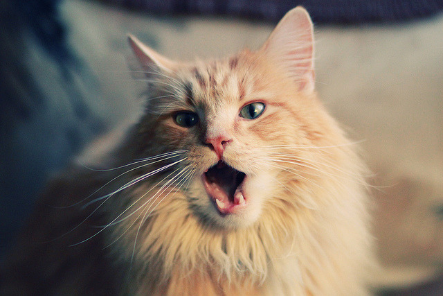 美加墨世界杯焦点战前瞻，拜仁式压制能否破解阿森纳的美丽足球？